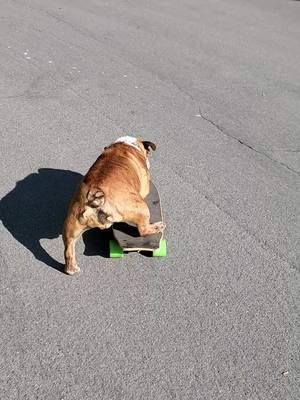 A post by @odinthetornadodog on TikTok caption: The origins of Odin part 3#bulldog #skateboard 