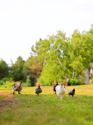 A post by @pocket.macro on TikTok caption: Walk together with chickens 🐔