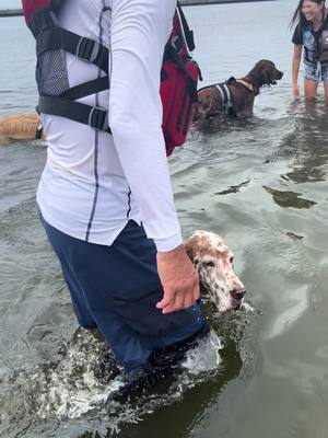 A post by @lhouencarnacion on TikTok caption: First swim in the sea🐕🦮🐕‍🦺#myjyunito♥️#goldenretriever 