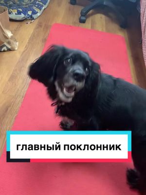 A post by @spanielka..jess on TikTok caption: @Госпожа Эвелин #спаниелькаджесс #рос #спаниель #тренд #врек #рекомендации #рек #джесс 