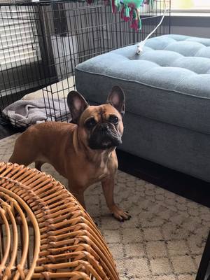 A post by @bruno.thefrenchie on TikTok caption: #frenchie #frenchbulldog #frenchiesoftiktok #frenchies #cutedogs #cuteanimals 