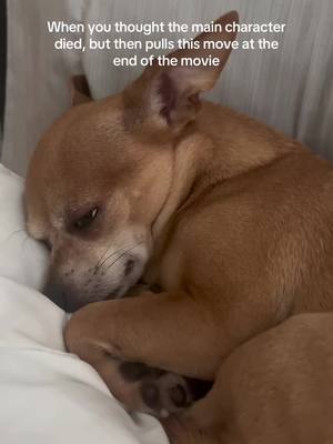 A post by @nebuu_ on TikTok caption: Waiting for the second movie🍿 #fyp #michaelbay #chihuahua #dogsoftiktok 