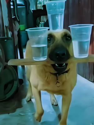 A post by @lelyyles on TikTok caption: #k9 #tractical #dogsoftiktok #tracticaldogs #tranding #dogstraining #k9 #dog 