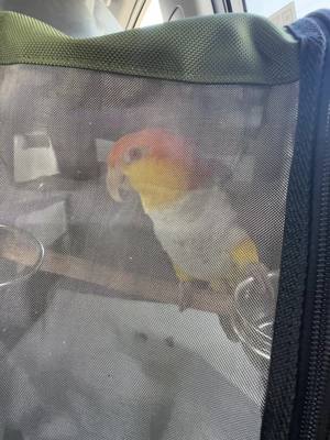 A post by @hubertthebird on TikTok caption: Check out my new moves #pets #PetsOfTikTok #funnyvideo #funnybird #caique #petlife #funnyanimals #parrot #foryoupage #funnyparrot 