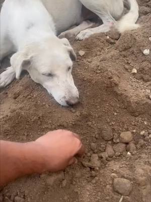 A post by @rebel_pb10 on TikTok caption: Just a baby dog enjoying some sand😍😋😋😋 #dogsoftiktok #cutebaby #cutedog #lovedogs 