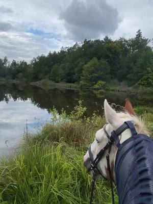 A post by @mylibertyhorses on TikTok caption: 🤍