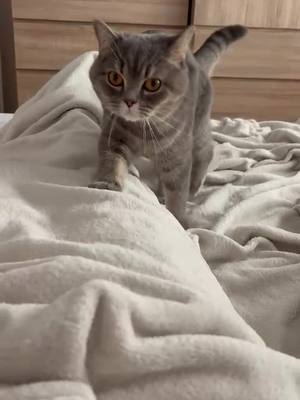 A post by @zarapurrfectpawsome on TikTok caption: #cat #britishshorthaircats #catoftiktok #catlife #catlover #catoftiktok😻😻 #catoftiktok #cats 