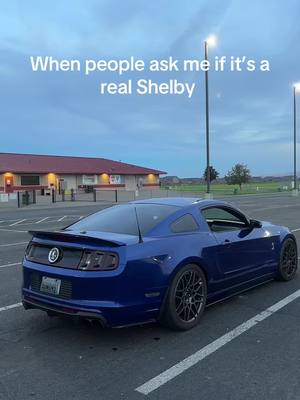 A post by @509shelby on TikTok caption: What is thus 👆 #shelby #mustang #catsoftiktok 