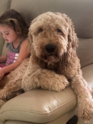 A post by @bridget050 on TikTok caption: He is so grateful he is not a dog or pet of any kind #puppytiktok #goldendoodle #viral #fyp 