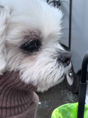 A post by @jennifermorrison on TikTok caption: Hi, everyone! My name is Ava. My mom is busy directing @Yellowjackets in Vancouver so I’m helping her with some #bts. Xo, Ava 🐾🐶 p.s. where should I visit next?  #avatakeover 