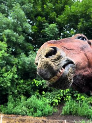 A post by @zoe_1509_x on TikTok caption: Wenn es Juckt muss gekratzt werden 😂  #horse #funny #equestrian #warmblood #piranhas 