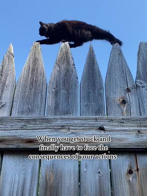 A post by @fortnisquallymuseum on TikTok caption: Anyone else’s monday feeling like you are a cat stuck on top of our palisades? #mondays #consequencesofmyactions #catsoftiktok 