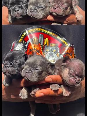 A post by @queencitybullys on TikTok caption: These black, lilac and chocolate and tan boys are some handsome little teddy bears 🧸  📸 @Mrs. Carpenter  #queencitybullys #frenchbulldog #frenchies #puppylove #puppies #frenchiepuppies #maybach #frenchiepuppy #puppy