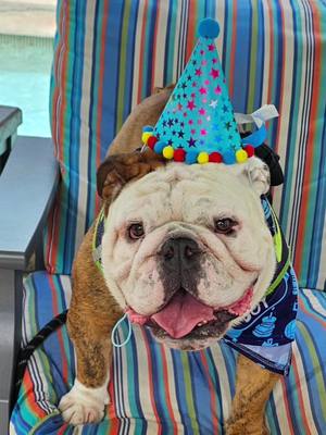 A post by @odinthetornadodog on TikTok caption: Happy 3rd Birthday to Odin! #bulldogsoftiktok #bulldog 