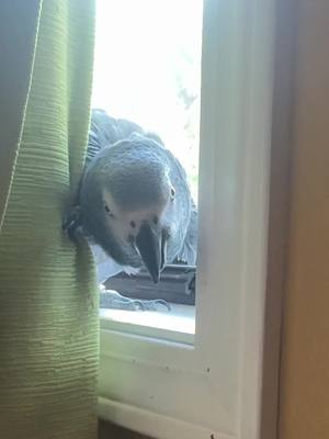 A post by @kaibird_the_african_gray on TikTok caption: Peekaboo 🙈👀 #parrotsoftiktok #birb #africangrey #africangray #bird #fyp #birdsoftiktok #parati 