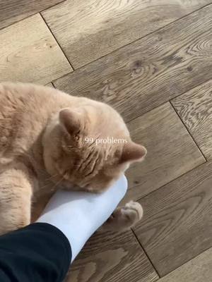 A post by @tikkiforever on TikTok caption: #CapCut Ohh the way he kisses my foot 🥺 We don’t deserve them 🧡#catlover #catboy 