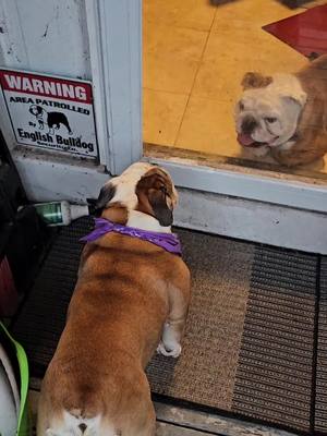 A post by @odinthetornadodog on TikTok caption: Tornado Dog 2: Electric Boogaloo! #bulldog #skateboard #bulldogsoftiktok 