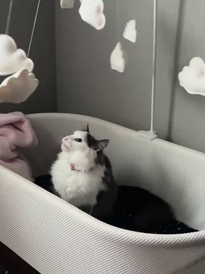 A post by @kittennuggetsandvodka on TikTok caption: Oh Prim… 😂 #kitten #catsoftiktok #kittensoftiktok #kittennuggets #bkb #fy #fyppppppppppppppppppppppp #cat #baby #snoo #meow #party 