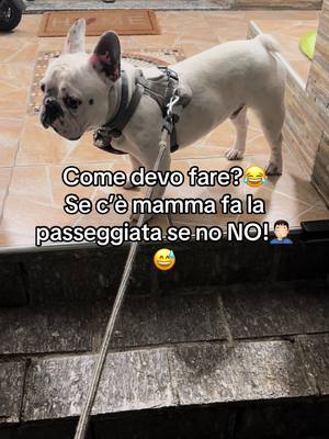 A post by @luckyno__ on TikTok caption: #effettivocali #😂 #bulldog #lucky #bulldogfrancese #foryou #perte #italy #dog #dogsoftiktok #passeggiata 