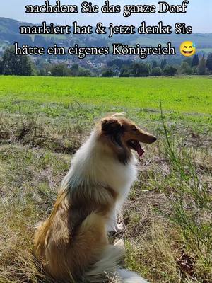 A post by @juli1504shelly_ebby on TikTok caption: #funnydogsvideo #königreich #collie #colliedog #funnydogsoftiktok #doglove 