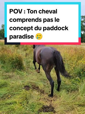 A post by @laet.brb on TikTok caption: C'est pas un paddock paradis mais c'est juste pour dire qu'il y a différentes parcelles avec des chemins à suivre 😅🤭 la vidéo date de leur arrivée il y a 2 mois, il a capté maintenant 🤣🙏 #chevalalamaison #pursang #pursanganglais #horses #horse #cheval #equestrian #drolecheval #paddockparadise #equestre #equin 