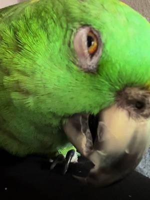 A post by @marlenemccohen on TikTok caption: #parrot #papagayo #papagaio #loro #pappagallo #perroquet #鹦鹉 #앵무새 ‎#תוכי ‎#ببغاء #MarleneMccohen #EngagedNotCaged #LandingZone #Psittaciformes #Psittacines #Psittaculidae #Psittacidae #Cacatuoidea #birds #birdsofig #birdsofinstagram  #parrots #parrotsofig #parrotsofinstagram #parrotsoftiktok #macaw #cockatoo #parakeet #budgie #amazonparrot #indianringneckparrot 