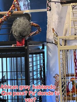 A post by @featherfriend17 on TikTok caption: Africangrey hablando #africangreyparrot #africangrey #africangreyparrotsoftiktok #birdtalking #africangreyparrotsofinstagra #africangreylover #bird #aves #avesdepresa #lorosdetiktok #lorosquehablan #