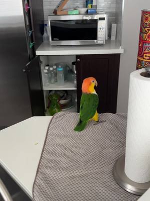 A post by @hubertthebird on TikTok caption: Counter dance time #funnybird #PetsOfTikTok #parrot #foryoupage #bird 