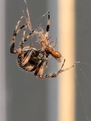 A post by @bearsbbqden on TikTok caption: Love orb weavers ❤️🤙 #orbweaver #spider #nature #fyp #foryou #life #Halloween #viral #trending 