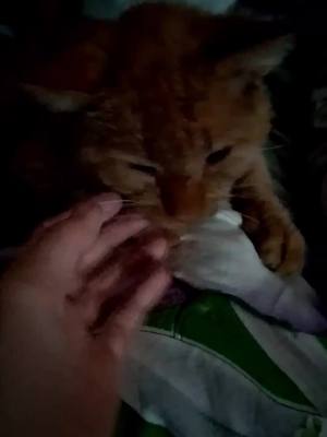 A post by @vasya_and_yoka on TikTok caption: #топ #вася #котик #рек #беня #