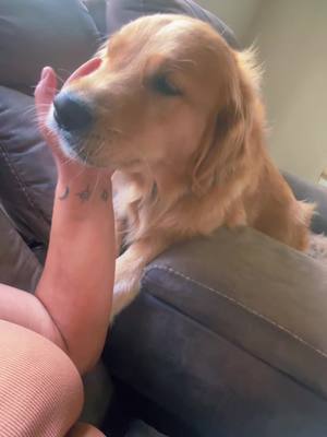 A post by @s_hubby14 on TikTok caption: Ruger really said “ unhand me” 😅😂 #bopit #goldenretriever  