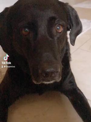 A post by @lisamtxs on TikTok caption: He was a good sport #dogs #dogsoftiktok #funny #pets 