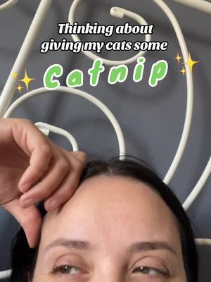 A post by @catmum_perth on TikTok caption: Disclaimer: administration of catnip will probably do the opposite 🤪 #catnip #catnap #catlady #catlad 