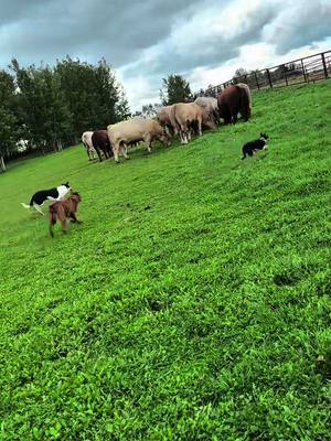 A post by @koleba.jd on TikTok caption: 13 weeks old, first time on stock. Helped move the bulls to their pasture. This pup is going to be dang cool. #workingdog #dogwithajob #hangintree #bordercollie #dogsoftiktok #cowboyshit #dayinthelife #dogtrainer #DogTraining #cowdogs #stockdogs #ranching #bulls #charolais 