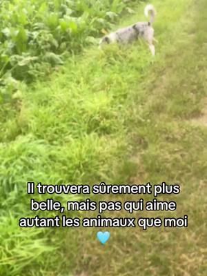 A post by @voltthebestchien on TikTok caption: Pour suivre ma trend 💕désolé si je post moins les gars j’ai plus de motivation  | | | | | #trend #voltthebestchien #fyp #prt #animaux #chien #chat #rongeur #Love 