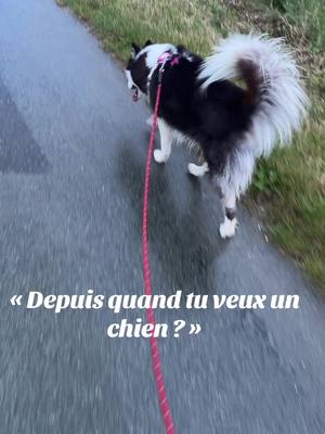 A post by @pizzaaa_shz on TikTok caption: Comprendra qui pourra 😂 (non ce n’est pas un huskie c’est bien une laika de yakoutie) #laikayakoutie #laika 