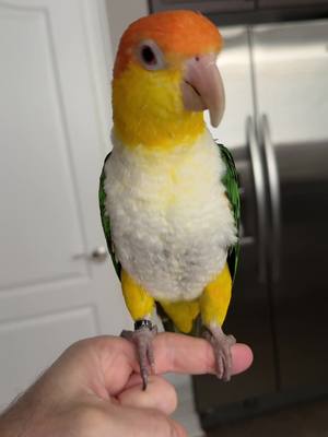 A post by @hubertthebird on TikTok caption: I like video from #iphone16 #funnybird #parrot #foryoupage #bird #funnyanimals #funnyvideo #pets 