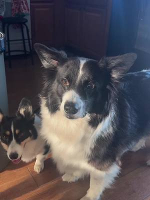 A post by @wtf_sierrarose on TikTok caption: He’s like “I won’t be a part of your games mother” #bordercollie #australianshepherd 