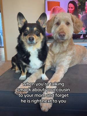 A post by @jerrythecorgi on TikTok caption: #corgi #goldendoodle #dogsoftiktok #ginger