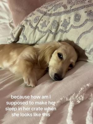 A post by @kate.scannell on TikTok caption: daschund mom problems