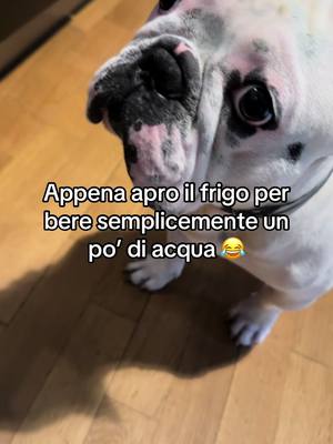 A post by @luckyno__ on TikTok caption: #bullo #lucky #bulldogfrances #bulldogfrancese 