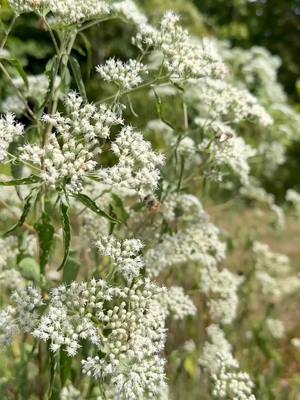 A post by @cincynature on TikTok caption: We’ve been so busy preparing for our Autumn Native Plant Sale, that we asked our Gen-Z intern to help us produce this reel.  Translation: Introducing native plants into your landscaping supports wildlife, pollinators, and your local ecosystem. Autumn is particular, is a great time to plant!  We’re kicking off our Autumn Native Plant Sale this Saturday, September 21 at Rowe Visitor Center, including talks from expert speakers on how to get started and tips for fall planting. Open daily 10 am–5 pm. Sale ends Sunday, October 20.  #CincyNature #PlantNATIVE #GenZ #NativeGardening #Autumn #NativeGardening #PlantSale #Facts