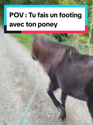 A post by @laet.brb on TikTok caption: À la base c'était une balade en main 🤣 #poney #proprietairecheval #proprietaireponey #shetland #baladeenmain #shetlandpony #pony #footing #trotting 