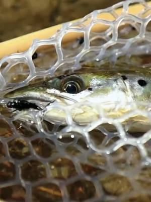 A post by @mainely.flies on TikTok caption: This River Was FULL of Native Salmon!!! if you want to enter the giveaway for some hats and fly boxes subscribe the channel hit the like button and leave a comment with #flies in it.  I’ve had so many requests to start making fishing videos, so as we just passed 300k subscribers, I figured it was time to post one—along with the first face reveal on the channel! Of course, I plan to stick mostly to fly tying videos since sharing patterns is the primary focus of the channel. However, if this interests people, I may post more. If this is something you enjoy, remember to drop a like, as I use that to gauge what people are most interested in. Check out my website for flies here: https://www.mainely-outdoors.com/ submit a custom order form:  https://www.mainely-outdoors.com/custom-fly-orders Best, Jesse R. #fishing #flyfishing #flies #flytying #Outdoors #salmon #trout #troutfishing #slamonfishing #fall #fallfishing #river #stream #catch #water #net #bugs #nature #truck #truckcamper #camper #camping #fishinglife #asmr #nature #outdoorsman #flyfishingnation #bass #bassfishing #lure #lures