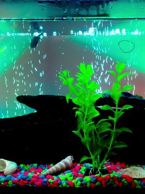 A post by @itzfarrukh1 on TikTok caption: Your partner is your best friend🌹#pakistani_tik_tok #foryoupage #nature my glowfishes #aquarium #glowfishtank 