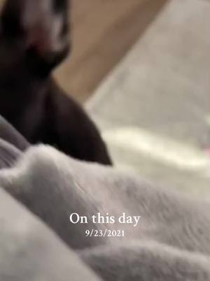 A post by @remi.the.frenchy on TikTok caption: #onthisday #frenchie #frenchielife #dog #frenchiesociety #frenchiesoftiktok 