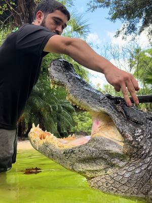 A post by @madbioreptiles on TikTok caption: Is this "Too Risky" with an alligator? (Below I explain to you how we train & get away with so much) Let me explain to you how it is we get away with so much. We have worked closely with alligators for many years & have memorized their capabilities especially when training in the water. If that spin happened on land the Alligator could move a lot faster. In the water the drag slows him down giving me time to step in & out of his range fast enough. We also understand that alligators catch up to pattern which they can use against us but, we can also use patterns to teach behaviors in exchange of food. We must also understand that Alligators have one of the strongest bites in the world with over 2,000 psi strong enough to break bone or worst. They will always behave like wild animals & try to bite so we must be ready for it. So, is this too risky still? #alligator #alligators #gator #gators #reptiles 