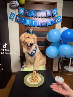 A post by @lhouencarnacion on TikTok caption: Im blessed by you ♥️♥️♥️#myjyunito♥️ #goldenretriever #1yearold