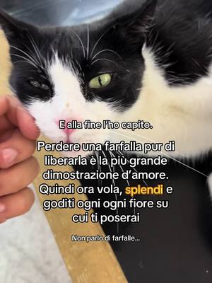 A post by @ale_compaa on TikTok caption: Impariamo a volare🍃 Telegram in bio!❤️‍🔥 ————————————— #cat #gatto #amore #farfalla #brakeup #emozioni #emozioni_stupende #coppia #single #micio #miao #volare #dolore #lasciarsi #like #alecompa #fine #crescita #splendere #crescitapersonale #crescitapersonaleitalia #nonseisolo 