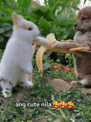 A post by @itzme.rhoza on TikTok caption: Ang cute nila 🥰🥰🥰 #fypシ #fyp #foryourpage #tiktok 